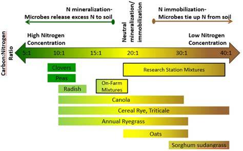 Growing Cover Crops for Nitrogen on Vegetable Farms - raincitystudios.com