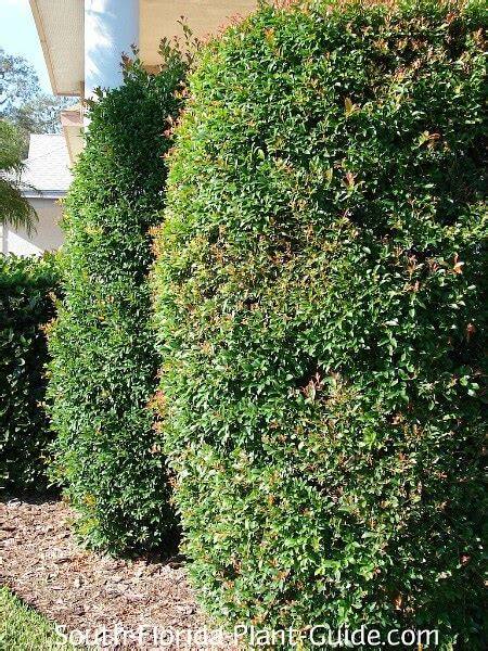 Growing Eugenia Shrubs As A Privacy Hedge - raincitystudios.com