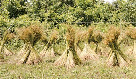 Growing Flax: How to Plant, Grow, and Harvest Flax - raincitystudios.com