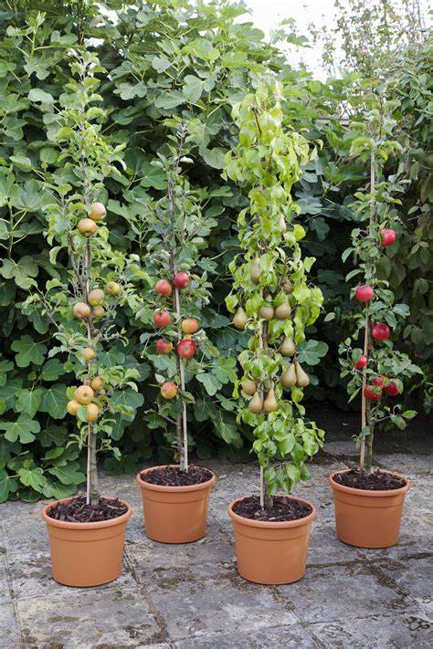 Growing fruit in containers - The Orchard Project - raincitystudios.com