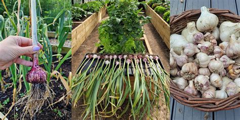 Growing Garlic at Home: How to Plant and Grow Garlic - balustradellc