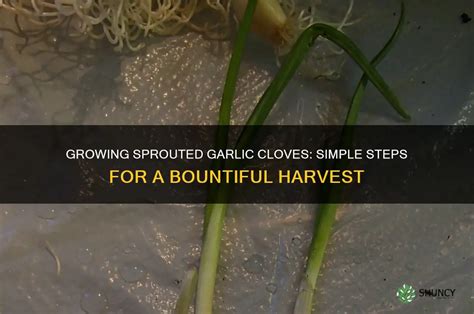 Growing Garlic from Cloves: A Simple Guide for a Bountiful Harvest - balustradellc