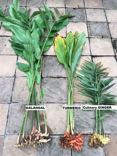 Growing Ginger, Galangal and Turmeric - Urban Harvest - balustradellc