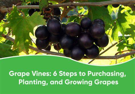 Growing grapes, part 1, propagation | Rick Shory - raincitystudios.com