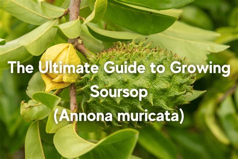 Growing Guanabana: A Step-by-Step Guide to Growing Your Own Soursop ... - balustradellc