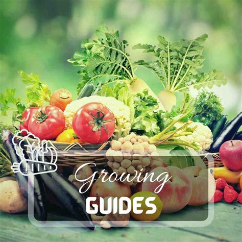 Growing Guides | ICPS - Carnivorous Plant S - muktibox.com