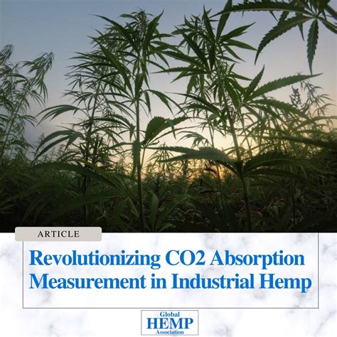 Growing Hemp for the Future - Textile Exchange - raincitystudios.com