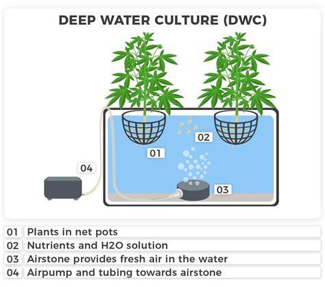 Growing In Deep Water Culture (DWC) - A-Grade Hydroponics - raincitystudios.com