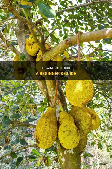 Growing Jackfruit in the Philipines: A Guide to ... - Asia Farming - raincitystudios.com