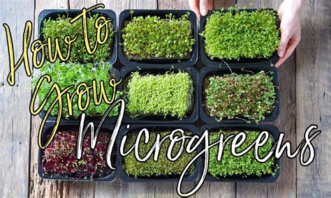 Growing Microgreens: A Simple Beginner's Guide - balustradellc