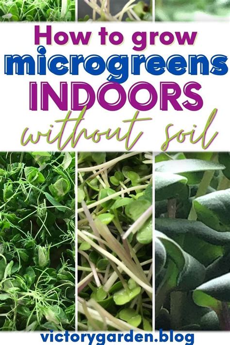 Growing Microgreens Indoors: Your Path to Fresh Produce Year-Round - balustradellc