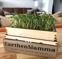 Growing Microgreens Indoors (7 Key Things To Know) - balustradellc