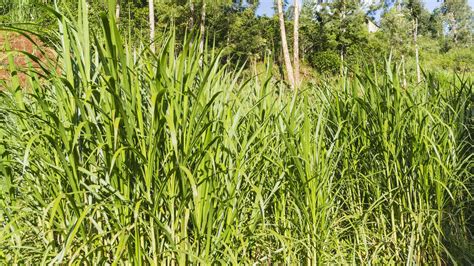 Growing Napier Grass: Best Practices Guide - balustradellc