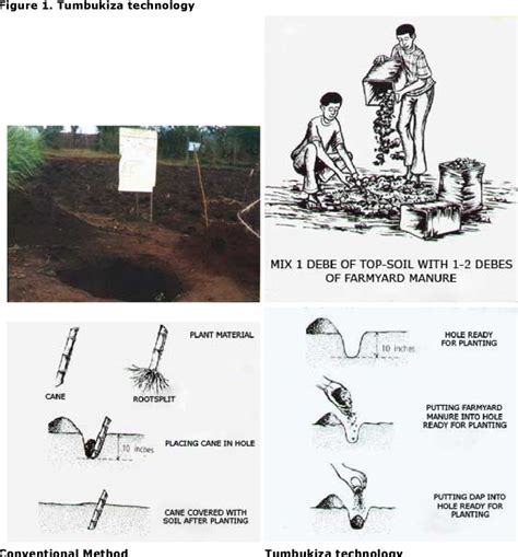 Growing Napier Grass The Tumbukiza Way For More Milk - balustradellc