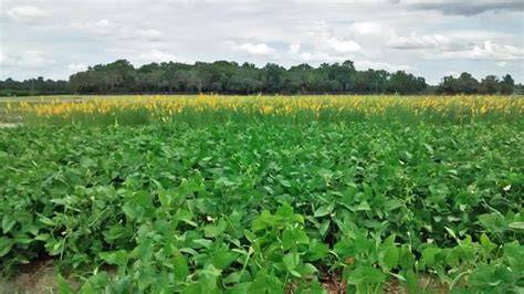 Growing nitrogen with legume cover crops - raincitystudios.com