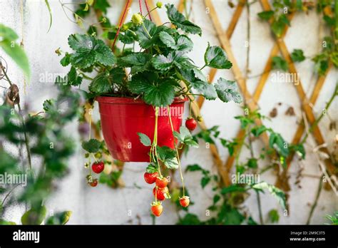 GrowinG orGanic StrawberrieS at Home - balustradellc