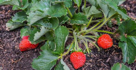 Growing organic strawberries - My Productive Backyard - balustradellc