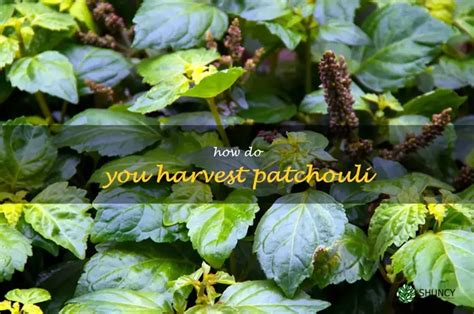 Growing Patchouli: A Step-by-Step Guide from Seed to Harvest - balustradellc