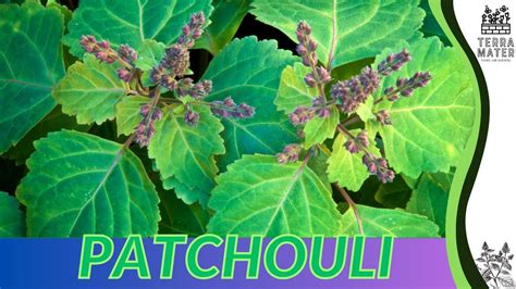Growing PATCHOULI: Quick Tips for (Pogostemon cablin) - balustradellc