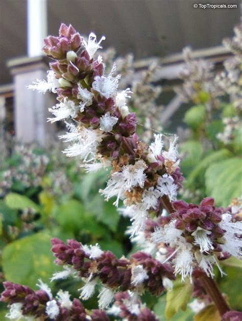 Growing Patchouli (Pogostemon cablin) Indoors - Melinda Myers - balustradellc