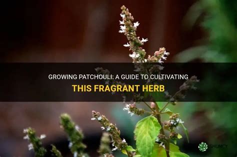 Growing Patchouli in Your Herb Garden - balustradellc