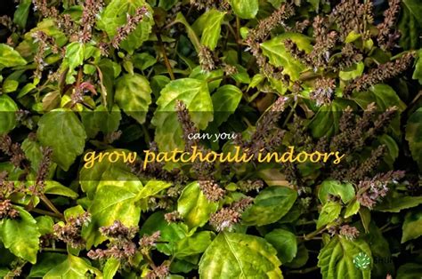 Growing Patchouli Indoors: A Guide To Successful … - balustradellc