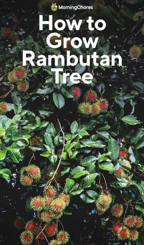 Growing Rambutan Trees: How to Plant and Care For … - raincitystudios.com