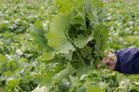 Growing Rapini | ROYS FARM - balustradellc