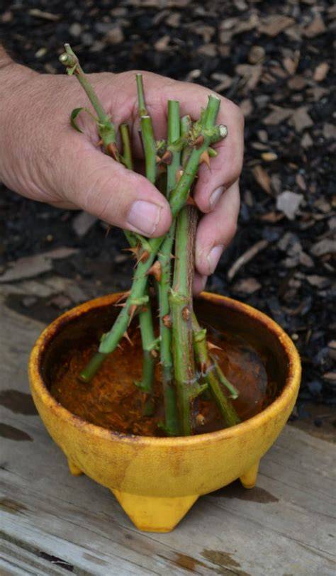 Growing Roses from Cuttings in the Fall. - Mike's … - raincitystudios.com