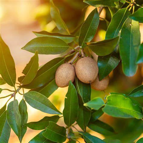 Growing Sapodilla Fruit - Care Of Sapodilla Trees - raincitystudios.com