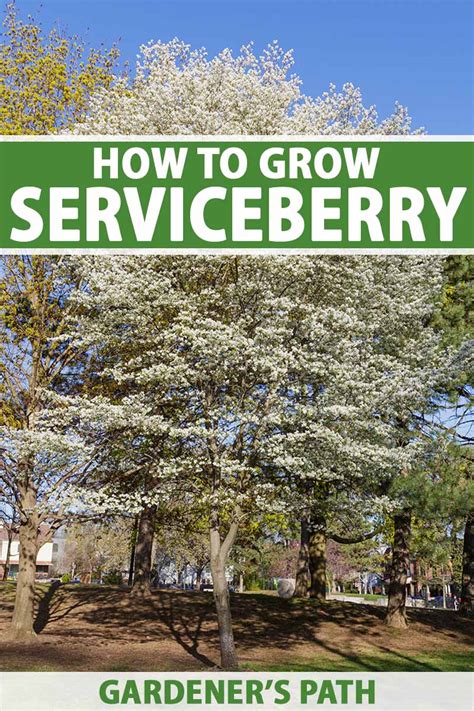 Growing Serviceberries - Montana State University - muktibox.com