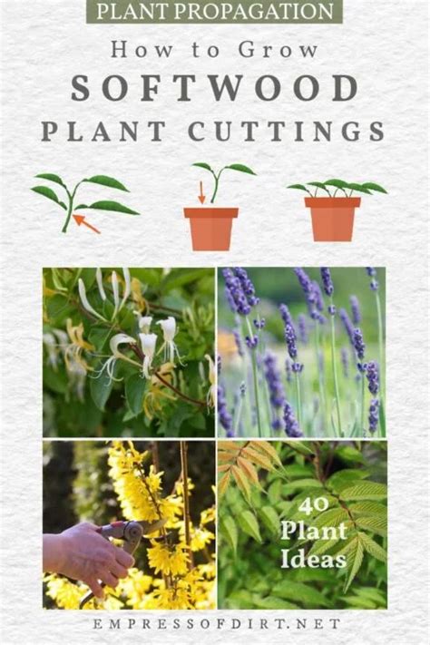 Growing Softwood Cuttings: A Simple Step-by-Step Guide - raincitystudios.com