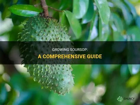 Growing Soursop: A Comprehensive Guide - ShunCy - balustradellc