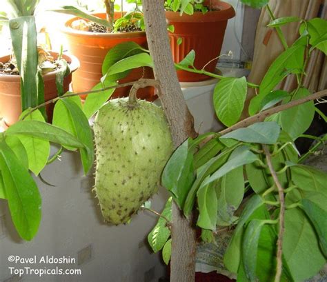Growing Soursop In Containers, and Backyard - balustradellc