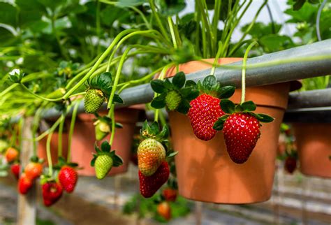 Growing strawberries | Sustainable Gardening Australia - balustradellc