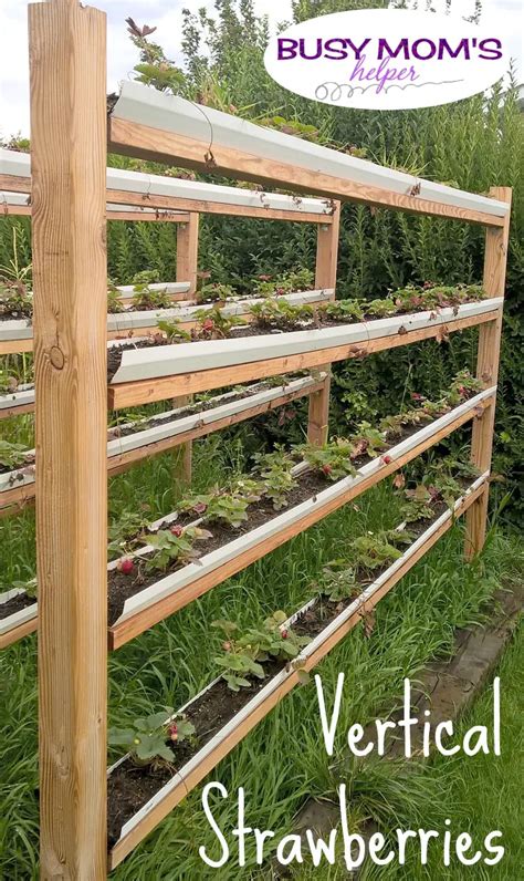 Growing Strawberries - Organic Gardening Videos - balustradellc