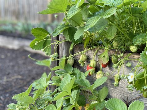 Growing strawberries in your home garden - OSU Extension Service - balustradellc