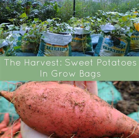 Growing Sweet Potatoes: A Step-by-Step Guide - balustradellc