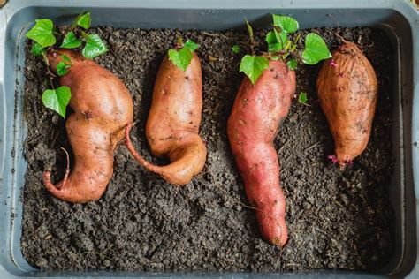 Growing Sweet Potatoes in a Home Garden - balustradellc