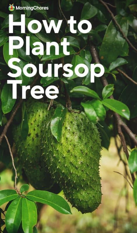 Growing the Medicinal Soursop Tree - Permaculture Plants - balustradellc