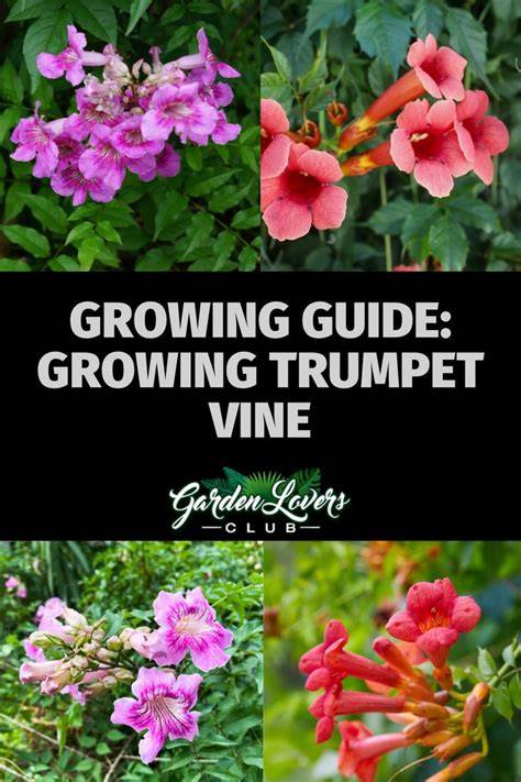 Growing Trumpet Vine (Care Guide) - Garden … - raincitystudios.com