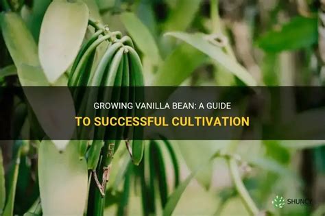 Growing Vanilla Bean: A Guide To Successful Cultivation - balustradellc