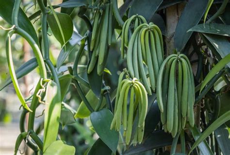 Growing Vanilla Beans in Australia - Delectable Garden - balustradellc