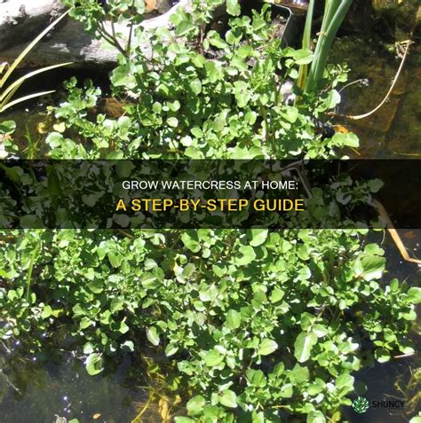 Growing Watercress: A Step-By-Step Guide For Home … - balustradellc
