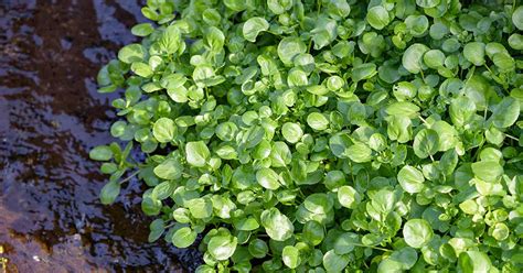 Growing Watercress: How to Plant, Grow, and Harvest Watercress - balustradellc