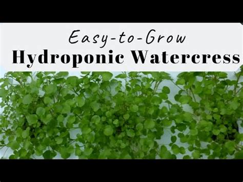 Growing Watercress by a Suspended Pot, Non circulating Hydroponic ... - balustradellc