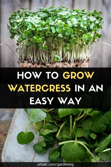 Growing Watercress Hydroponically – A Full Guide - balustradellc