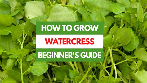 Growing Watercress in Containers: A Step-By-Step Guide - balustradellc