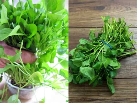 Growing Watercress In Containers: Essential Tips For … - balustradellc