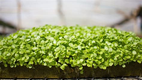 Growing Watercress Indoors - balustradellc